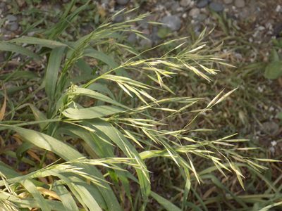 Bromus inermis, photographed by Marina Potapova