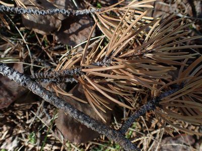 Pinus banksiana, photographed by Mary Krieger