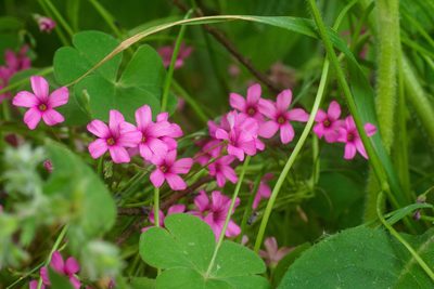 Oxalis articulata, photographed by Derek Winterburn
