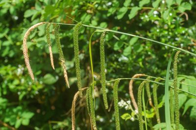 Carex pendula, photographed by Derek Winterburn