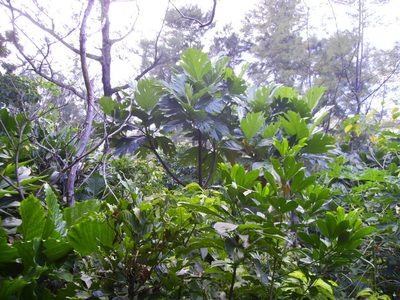 Artocarpus treculianus, photographed by 胡正恆(Jackson Hu)