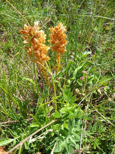Orobanche elatior, photographed by Stefan Haag