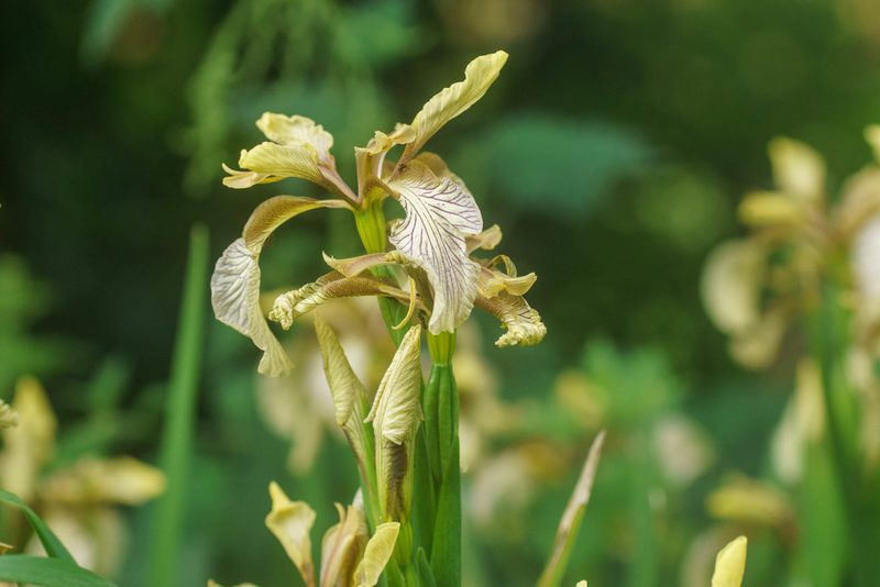 Iris foetidissima, photographed by Derek Winterburn