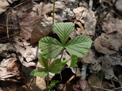 Rubus pubescens, photographed by Mary Krieger