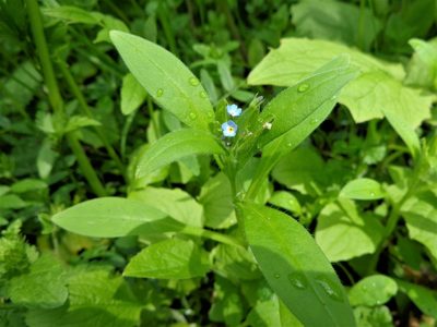 Myosotis sparsiflora, photographed by Екатерина Войнова