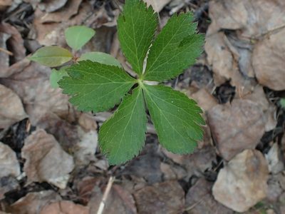 Sanicula marilandica, photographed by Mary Krieger