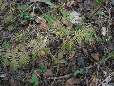 Thuja occidentalis, photographed by Mary Krieger