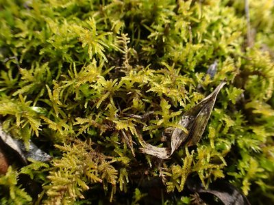 Abietinella abietina, photographed by Mary Krieger