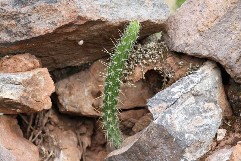 Corryocactus erectus, photographed by capacoscar