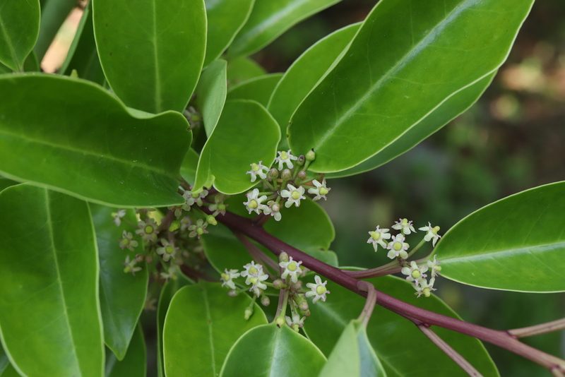 Ilex rotunda, photographed by Se Lena