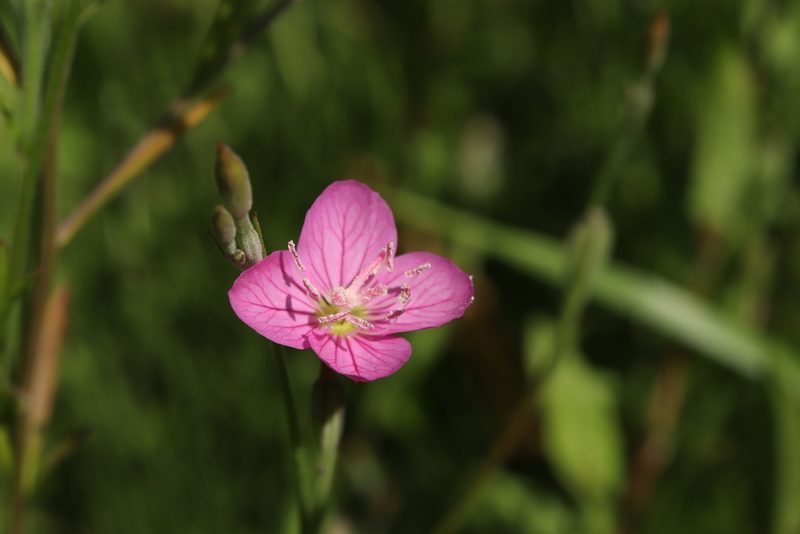 Oenothera rosea, photographed by Se Lena