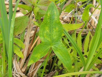 Sagittaria latifolia, photographed by Renato Robert