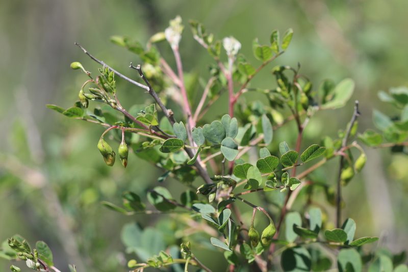 Colutea cilicica, photographed by Edmundas Greimas
