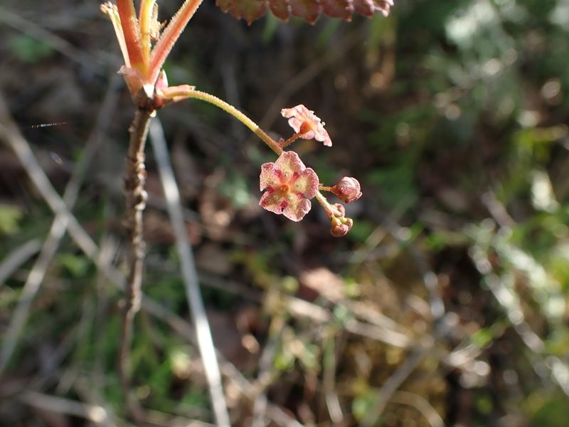 Ribes triste, photographed by Mary Krieger