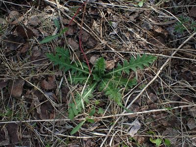 Cirsium muticum, photographed by Mary Krieger