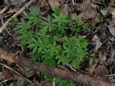 Galium triflorum, photographed by Mary Krieger
