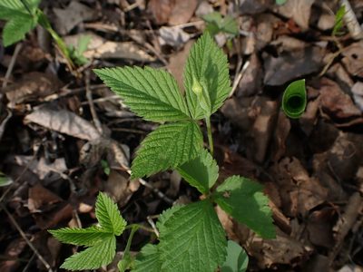 Rubus pubescens, photographed by Mary Krieger