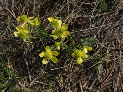Ranunculus rhomboideus, photographed by Mary Krieger