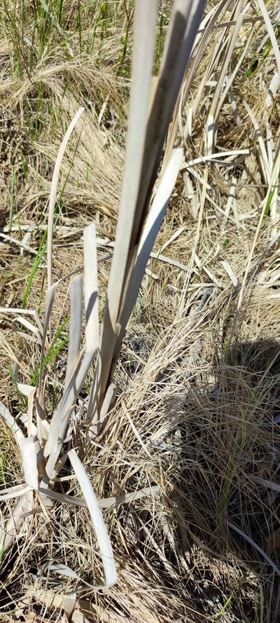 Typha linnaei, photographed by Yurii Basov