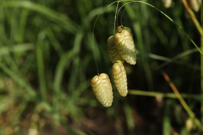 Briza maxima, photographed by Se Lena