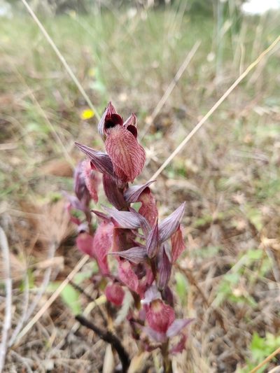 Serapias cordigera, photographed by Riccardo Rocca