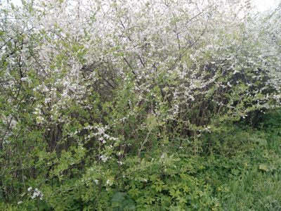 Prunus spinosa, photographed by Николай Соболев