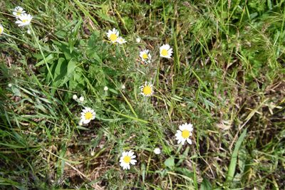 Anthemis ruthenica, photographed by Иван Ковтун Ivan Kovtun