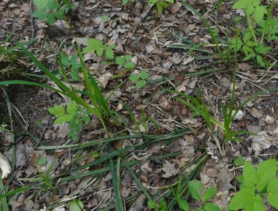 Carex pilosa, photographed by Николай Соболев