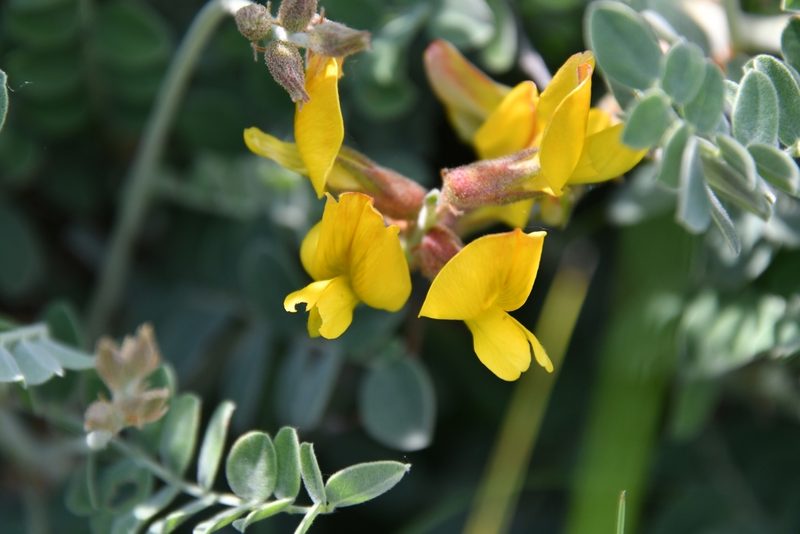 Caragana wolgarica, photographed by Иван Ковтун Ivan Kovtun