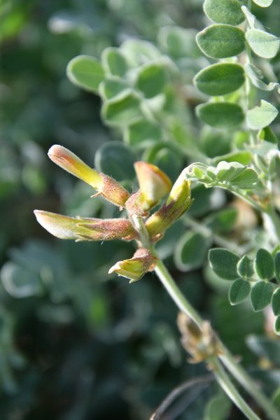 Caragana wolgarica, photographed by Иван Ковтун Ivan Kovtun
