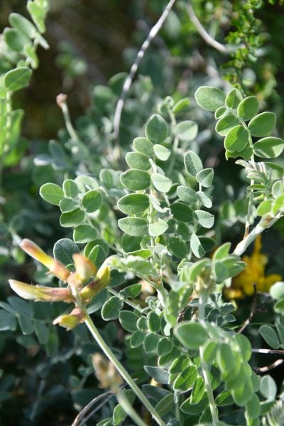 Caragana wolgarica, photographed by Иван Ковтун Ivan Kovtun