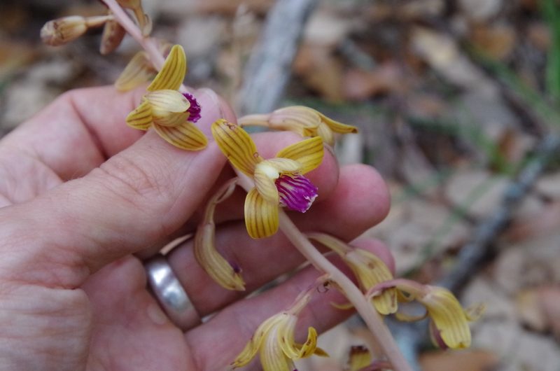 Bletia spicata, photographed by Eric Knight