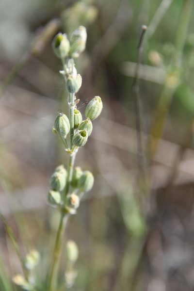 Silene hellmannii, photographed by Иван Ковтун Ivan Kovtun