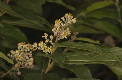 Microcos paniculata, photographed by portioid