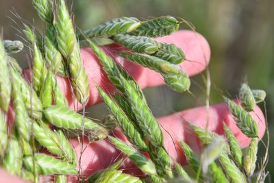 Bromus squarrosus, photographed by Иван Ковтун Ivan Kovtun