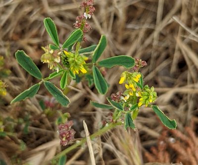 Melilotus indicus, photographed by Tom and T Herman