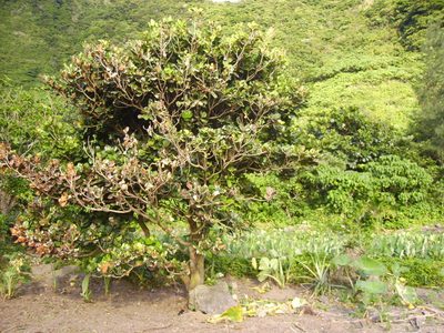 Palaquium formosanum, photographed by 胡正恆(Jackson Hu)