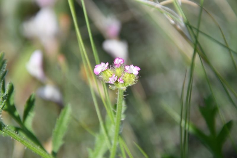 Turgenia latifolia, photographed by Иван Ковтун Ivan Kovtun