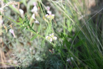 Turgenia latifolia, photographed by Иван Ковтун Ivan Kovtun