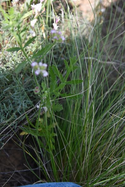 Turgenia latifolia, photographed by Иван Ковтун Ivan Kovtun