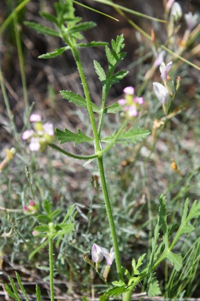 Turgenia latifolia, photographed by Иван Ковтун Ivan Kovtun