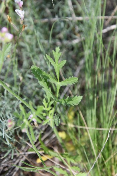 Turgenia latifolia, photographed by Иван Ковтун Ivan Kovtun