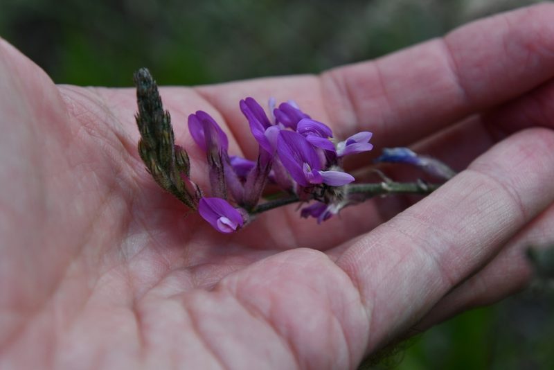 Astragalus varius, photographed by Иван Ковтун Ivan Kovtun