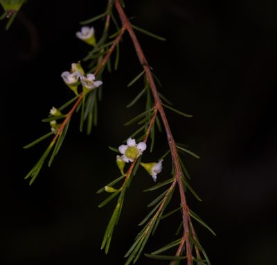 Baeckea frutescens, photographed by portioid