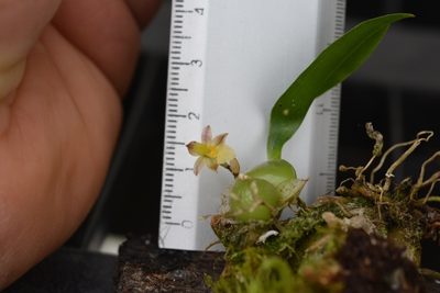 Rhynchostele pygmaea, photographed by Neptalí Ramírez Marcial