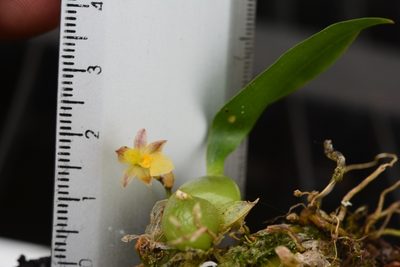 Rhynchostele pygmaea, photographed by Neptalí Ramírez Marcial