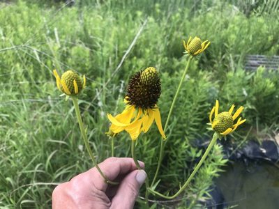 Rudbeckia texana