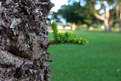 Araucaria columnaris, photographed by Peter Burka