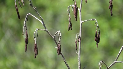 Alnus incana, photographed by Marilynn Miller