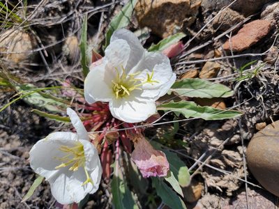 Oenothera cespitosa, photographed by Lauren Markewicz